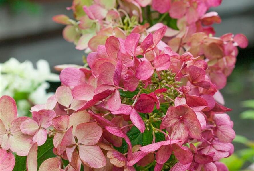 Hortenzie latnatá 'Mega Mindy' - Hydrangea paniculata 'Mega Mindy'