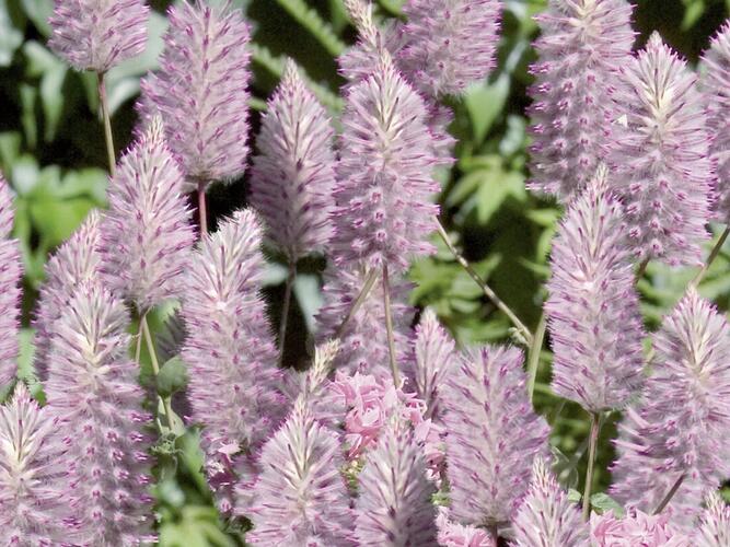 Jehněčí ocas 'Joey' - Ptilotus exaltatus 'Joey'