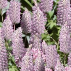 Jehněčí ocas 'Joey' - Ptilotus exaltatus 'Joey'