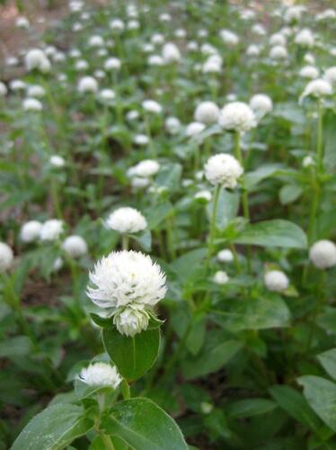 Pestrovka kulovitá 'Las Vegas White' - Gomphrena globosa 'Las Vegas White'