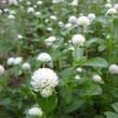 Pestrovka kulovitá 'Las Vegas White' - Gomphrena globosa 'Las Vegas White'