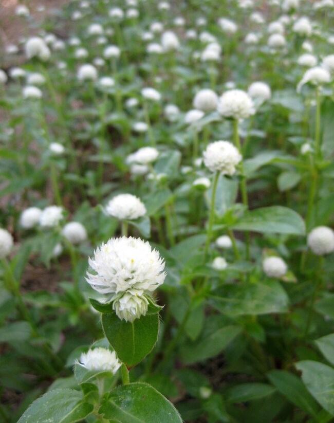 Pestrovka kulovitá 'Las Vegas White' - Gomphrena globosa 'Las Vegas White'