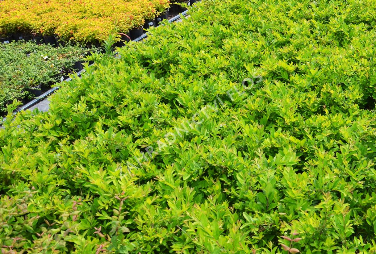Ptačí zob tupolistý 'Massif' - Ligustrum obtusifolium 'Massif'