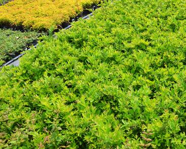 Ptačí zob tupolistý 'Massif'