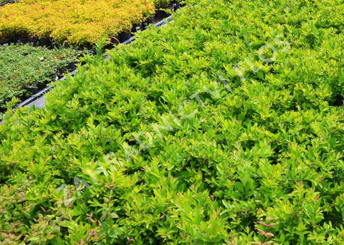 Ptačí zob tupolistý 'Massif' - Ligustrum obtusifolium 'Massif'
