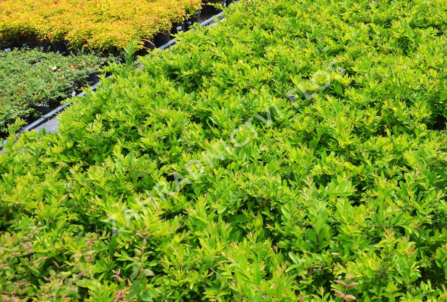Ptačí zob tupolistý 'Massif' - Ligustrum obtusifolium 'Massif'