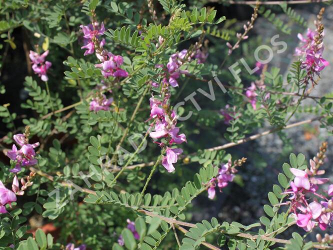 Modřil různokvětý 'Gerardiana' - Indigofera heterantha 'Gerardiana'