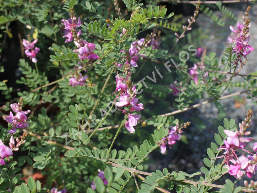 Modřil různokvětý 'Gerardiana' - Indigofera heterantha 'Gerardiana'