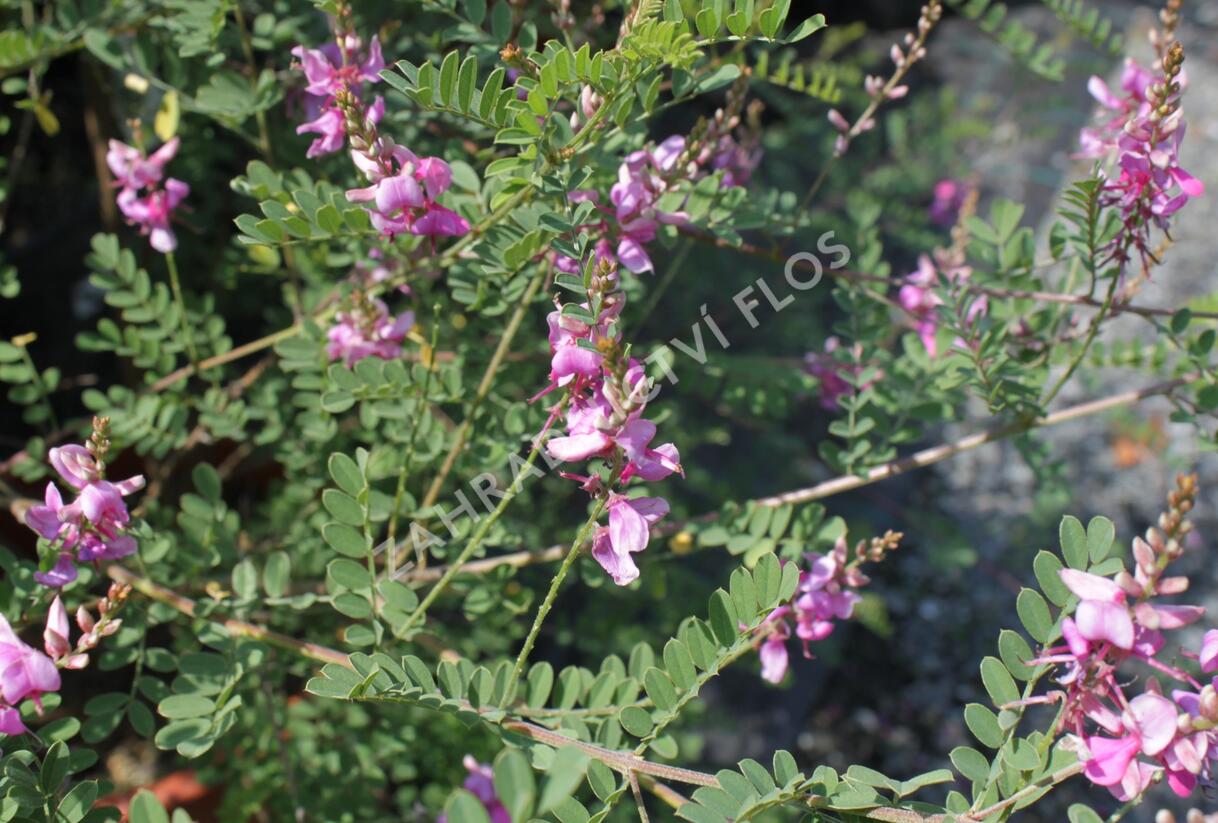 Modřil různokvětý 'Gerardiana' - Indigofera heterantha 'Gerardiana'