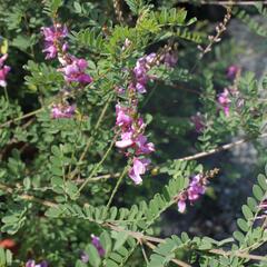 Modřil různokvětý 'Gerardiana' - Indigofera heterantha 'Gerardiana'