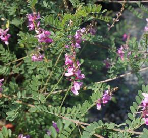 Modřil různokvětý 'Gerardiana' - Indigofera heterantha 'Gerardiana'