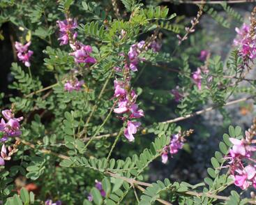 Modřil různokvětý 'Gerardiana'