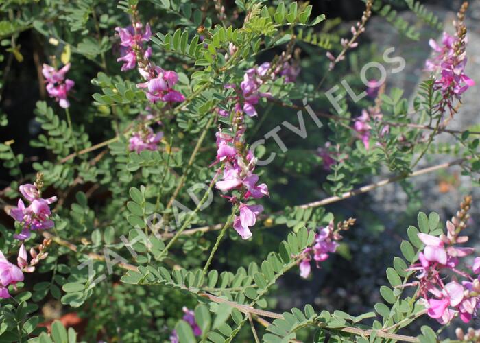 Modřil různokvětý 'Gerardiana' - Indigofera heterantha 'Gerardiana'