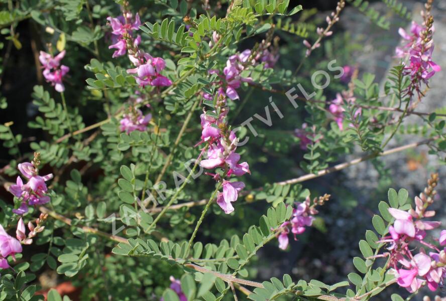 Modřil různokvětý 'Gerardiana' - Indigofera heterantha 'Gerardiana'