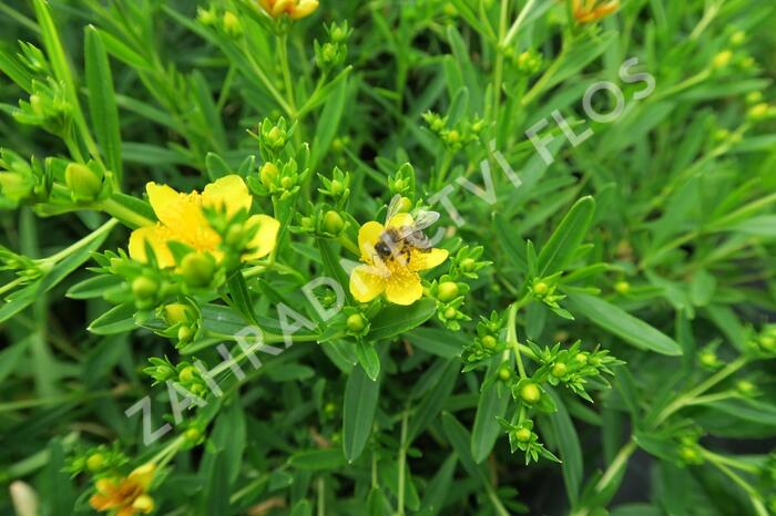 Třezalka 'Gemo' - Hypericum kalmianum 'Gemo'