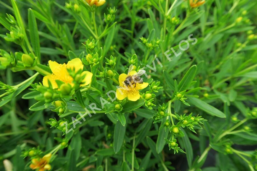Třezalka 'Gemo' - Hypericum kalmianum 'Gemo'