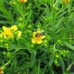 Třezalka 'Gemo' - Hypericum kalmianum 'Gemo'