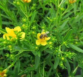 Třezalka 'Gemo' - Hypericum kalmianum 'Gemo'