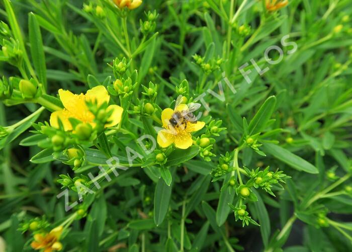 Třezalka 'Gemo' - Hypericum kalmianum 'Gemo'