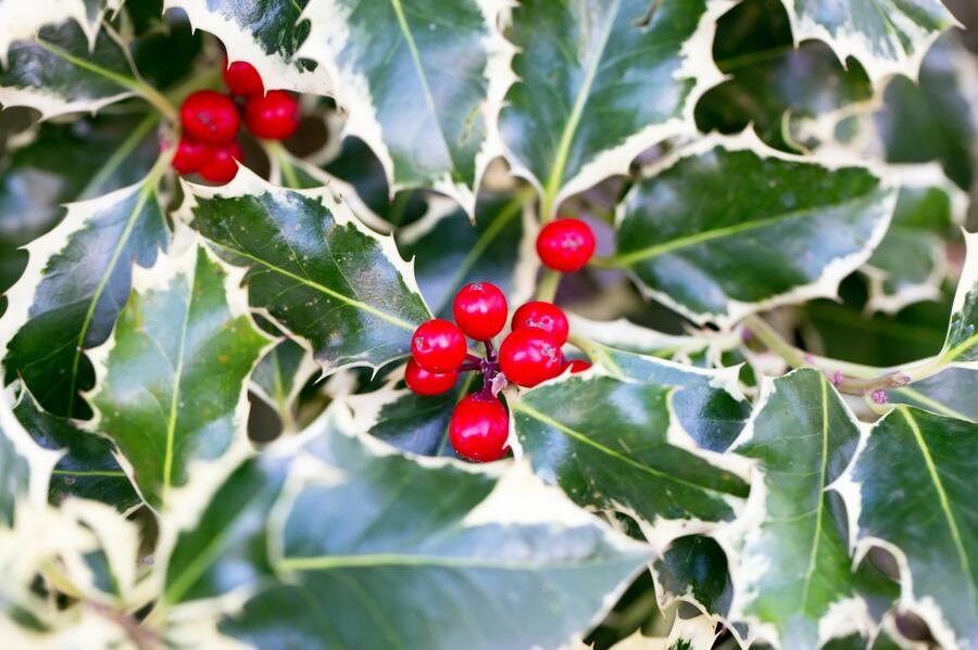 Cesmína obecná 'Silver Queen' - Ilex aquifolium 'Silver Queen'