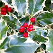 Cesmína obecná 'Silver Queen' - Ilex aquifolium 'Silver Queen'