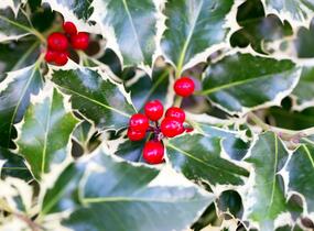 Cesmína obecná 'Silver Queen' - Ilex aquifolium 'Silver Queen'