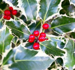 Cesmína obecná 'Silver Queen' - Ilex aquifolium 'Silver Queen'