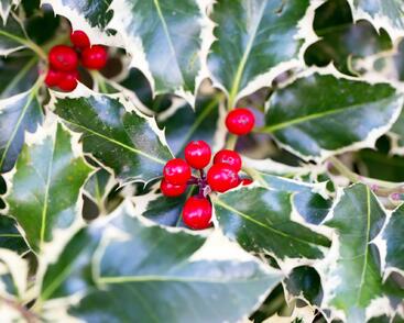 Cesmína obecná 'Silver Queen'