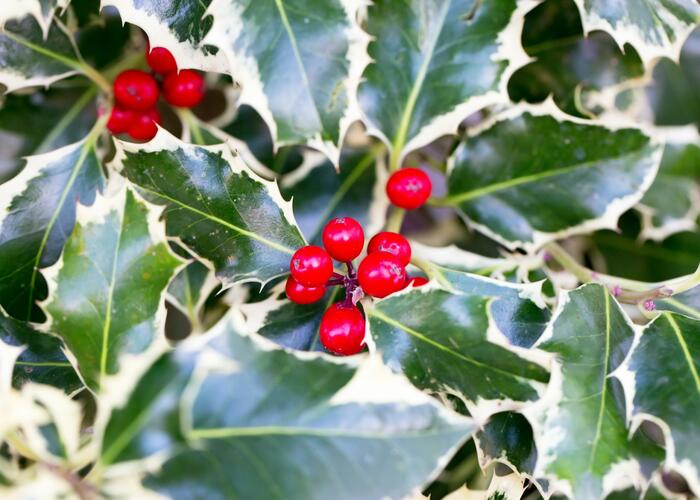 Cesmína obecná 'Silver Queen' - Ilex aquifolium 'Silver Queen'