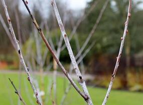Vrba ojíněná - Salix irrorata