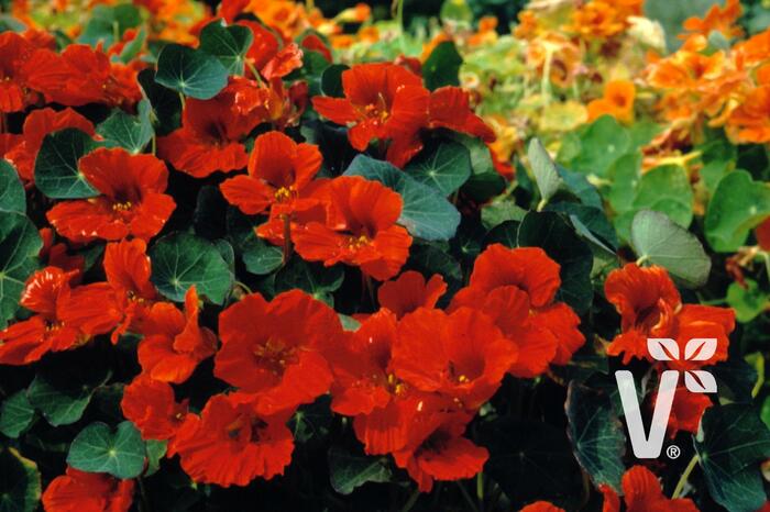 Lichořeřišnice větší 'Kaiserin Victoria' - Tropaeolum majus 'Kaiserin Victoria'