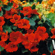 Lichořeřišnice větší 'Kaiserin Victoria' - Tropaeolum majus 'Kaiserin Victoria'