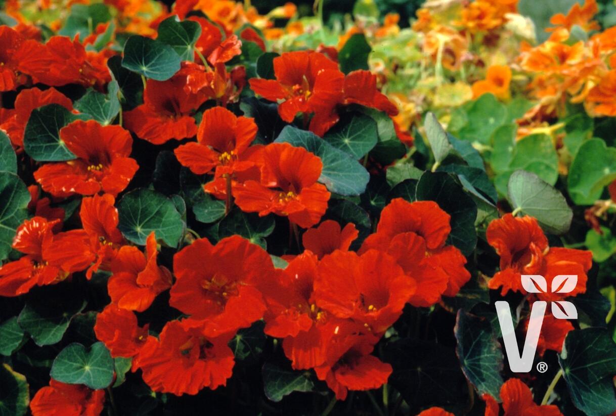 Lichořeřišnice větší 'Kaiserin Victoria' - Tropaeolum majus 'Kaiserin Victoria'