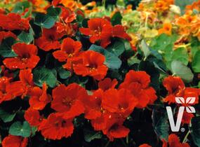 Lichořeřišnice větší 'Kaiserin Victoria' - Tropaeolum majus 'Kaiserin Victoria'