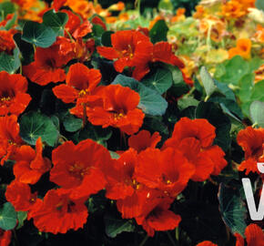 Lichořeřišnice větší 'Kaiserin Victoria' - Tropaeolum majus 'Kaiserin Victoria'