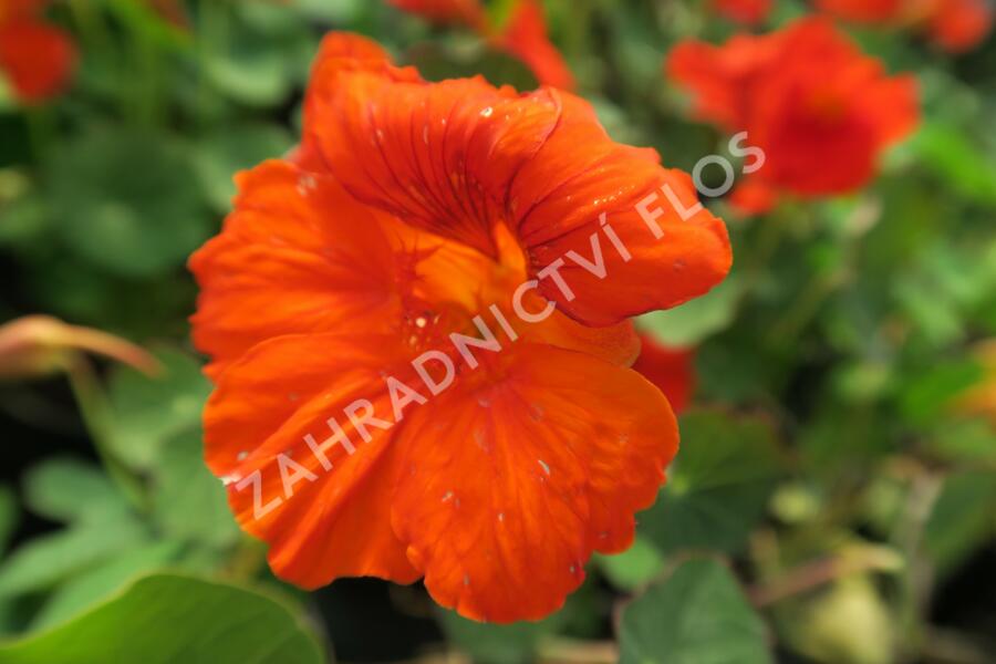 Lichořeřišnice větší 'Kaiserin Victoria' - Tropaeolum majus 'Kaiserin Victoria'