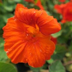Lichořeřišnice větší 'Kaiserin Victoria' - Tropaeolum majus 'Kaiserin Victoria'