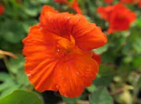 Lichořeřišnice větší 'Kaiserin Victoria' - Tropaeolum majus 'Kaiserin Victoria'