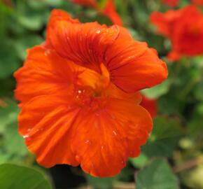 Lichořeřišnice větší 'Kaiserin Victoria' - Tropaeolum majus 'Kaiserin Victoria'