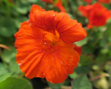 Lichořeřišnice větší 'Kaiserin Victoria'