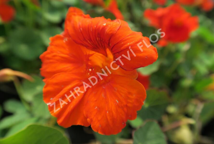 Lichořeřišnice větší 'Kaiserin Victoria' - Tropaeolum majus 'Kaiserin Victoria'