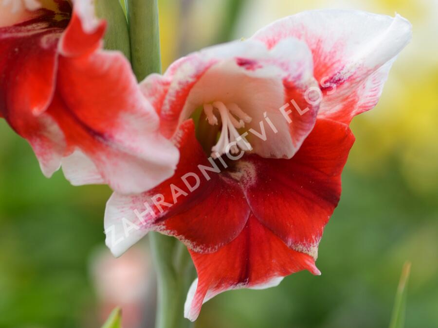 Mečík červenobílý - Gladiolus červenobílý
