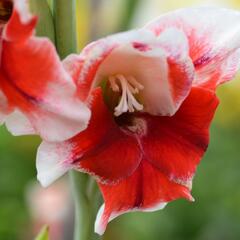 Mečík červenobílý - Gladiolus červenobílý