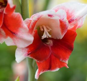 Mečík červenobílý - Gladiolus červenobílý