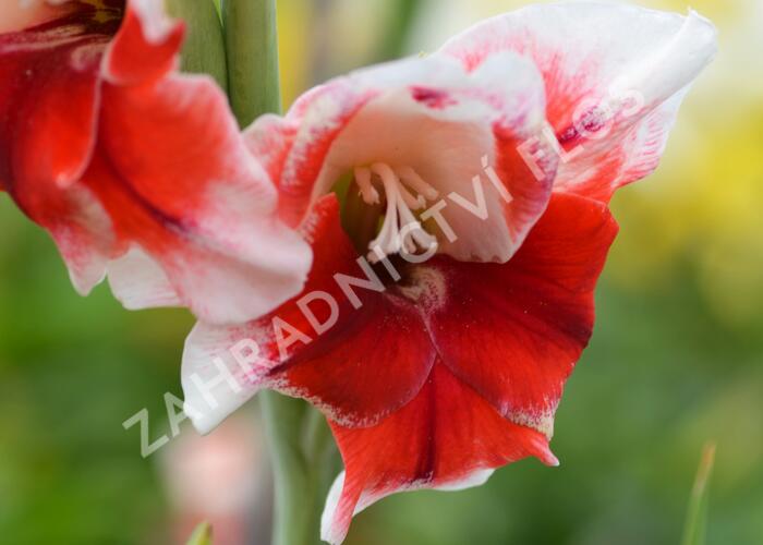 Mečík červenobílý - Gladiolus červenobílý