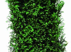 Tis červený - předpěstovaný živý plot - Taxus baccata - předpěstovaný živý plot