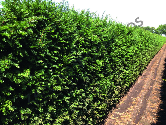 Tis červený - předpěstovaný živý plot - Taxus baccata - předpěstovaný živý plot