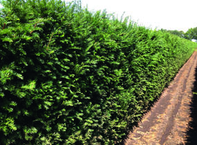 Tis červený - předpěstovaný živý plot - Taxus baccata - předpěstovaný živý plot