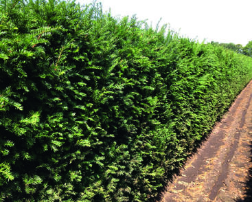 Tis červený - předpěstovaný živý plot
