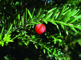 Tis červený - předpěstovaný živý plot - Taxus baccata - předpěstovaný živý plot